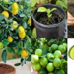 Cultivar limones en macetero paso a paso