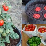 Cultivar tomates cherry en maceta – Diabetes