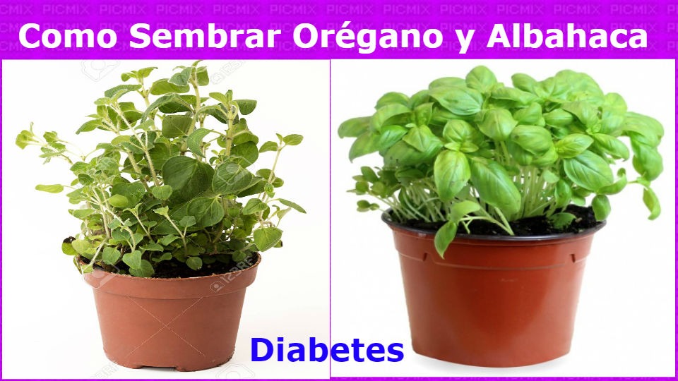 ¿Como plantar orégano y albahaca en una maceta?Las aromáticas como el orégano y albahaca son curativas para el cuerpo y la parte motora la cual realiza toda