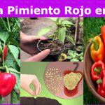 Como cultivar pimiento rojo en maceta