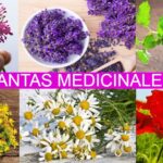 7 Plantas Medicinales contra el Estrés